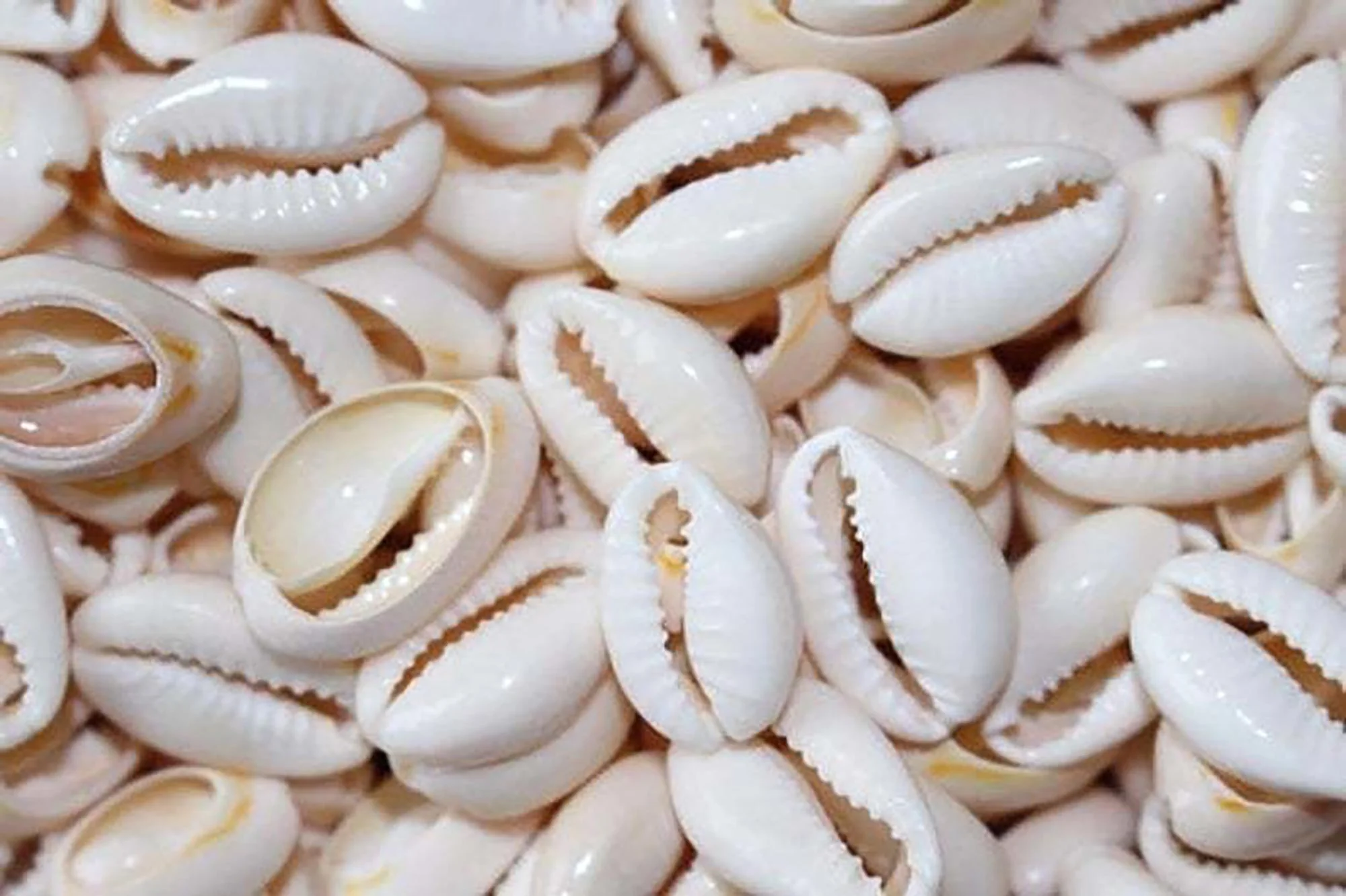 Cowrie Shell